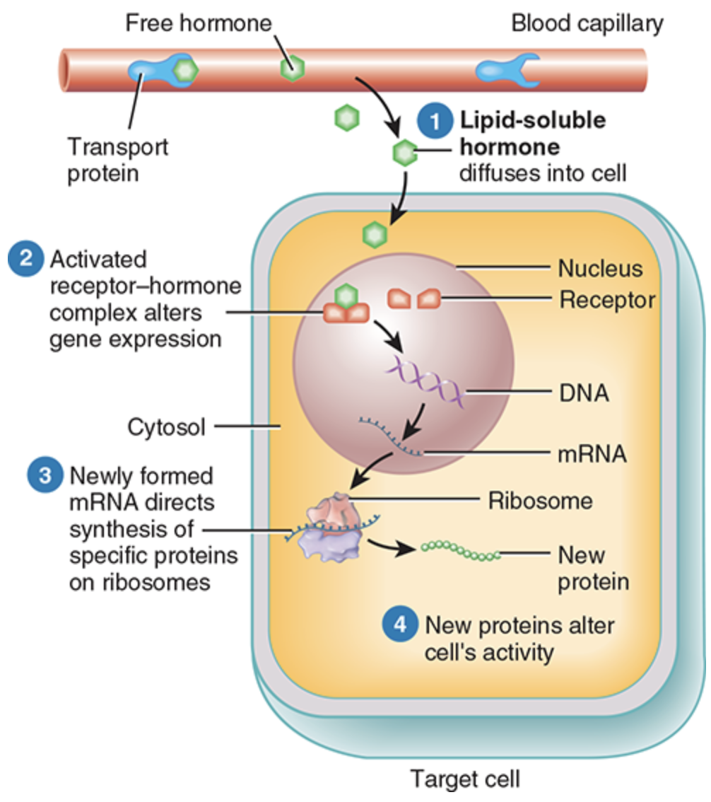 <p>Hydrophobic, pass through cell membrane, bind to receptors inside the cell, e.g., steroid hormones, thyroid hormones</p>