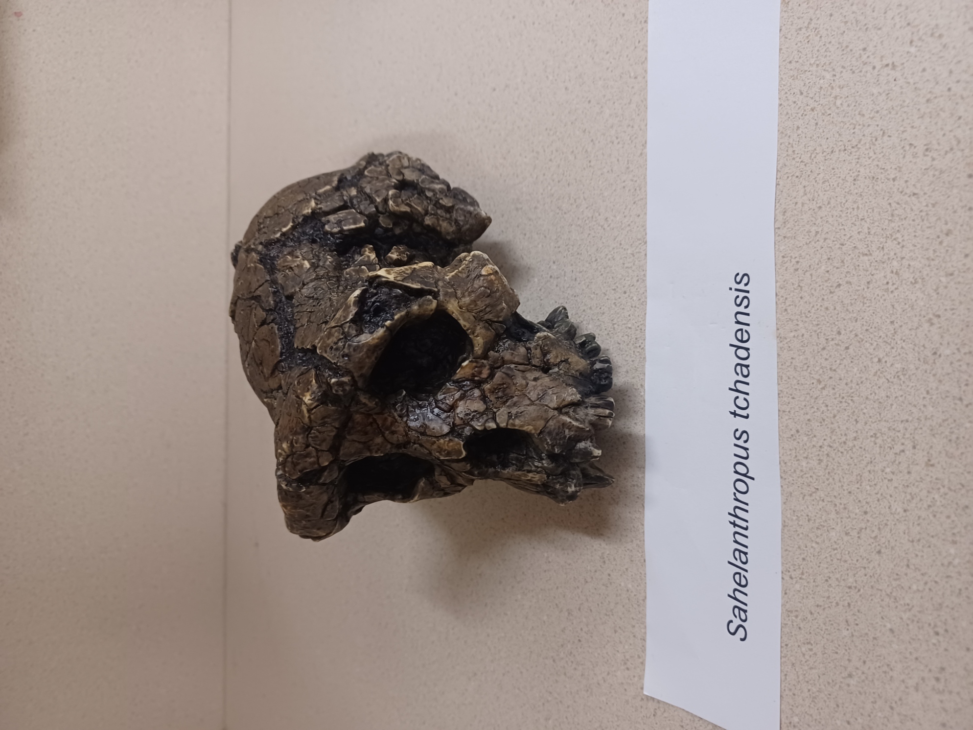 <ul><li><p>Chad, Africa</p></li><li><p>320cc brain size</p></li><li><p>6-7mya</p></li><li><p><strong>considered hominid because of <u>anterior foramen magnum</u></strong></p></li></ul><p></p>
