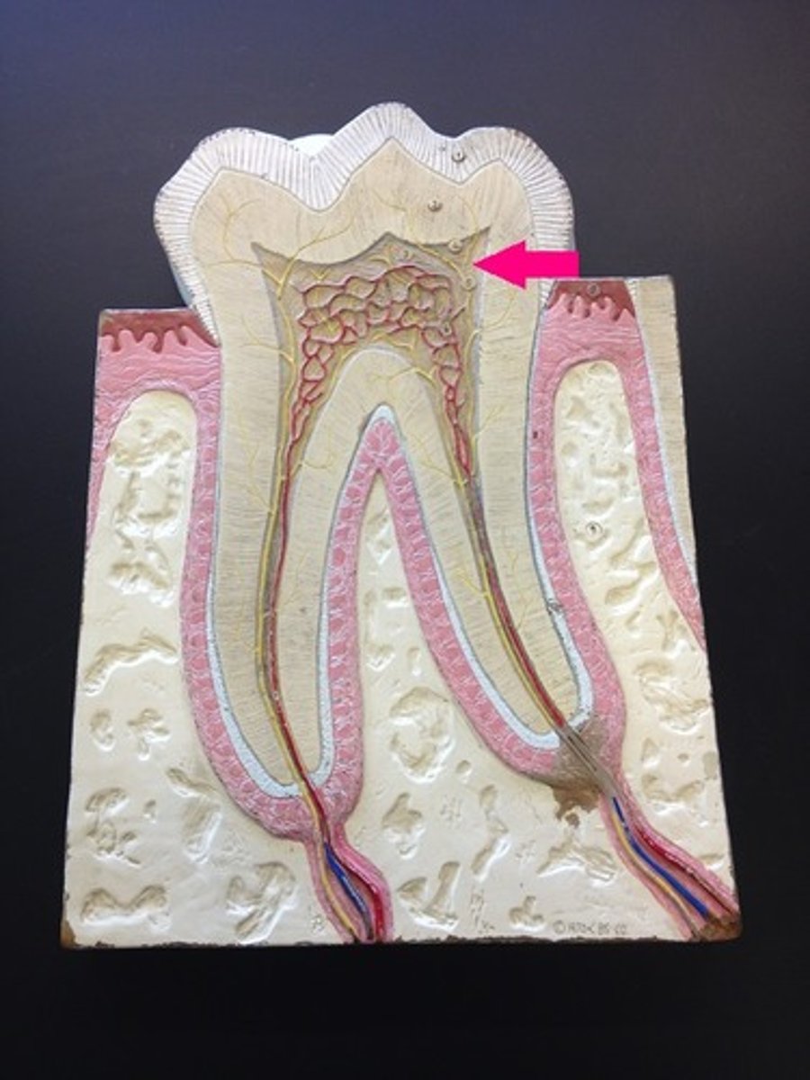 <p>soft tissue within a tooth, containing nerves and blood vessels</p>
