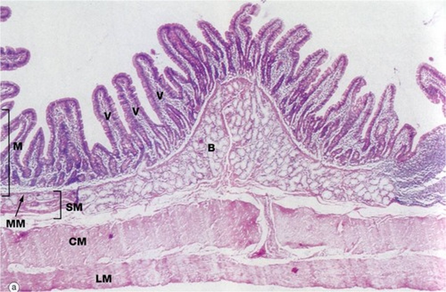 <p>name the wavy finger like projections</p>