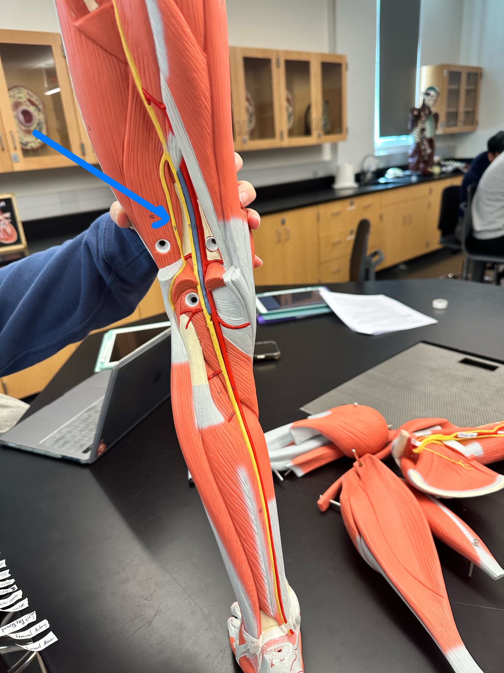 <p>ID nerve</p>