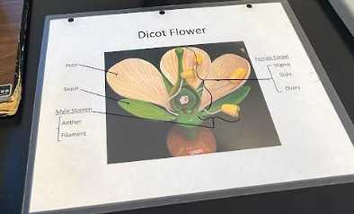 <p>Dicot flower: 1) anther, 2) filament, 3) petal, 4) sepal, 5) stigma, 6) style, 7) ovary</p>