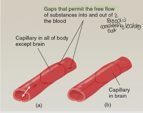 <ul><li><p>This barrier is formed by the tight arrangement of the cells that form the walls of the capillaries in the brain, which don’t let blood pass through</p></li><li><p>Everywhere else on the body, blood is constantly flowing out of capillaries </p></li></ul><p></p>