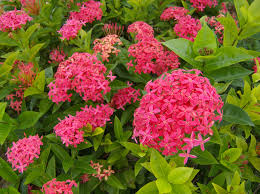 <p>Ixora</p>