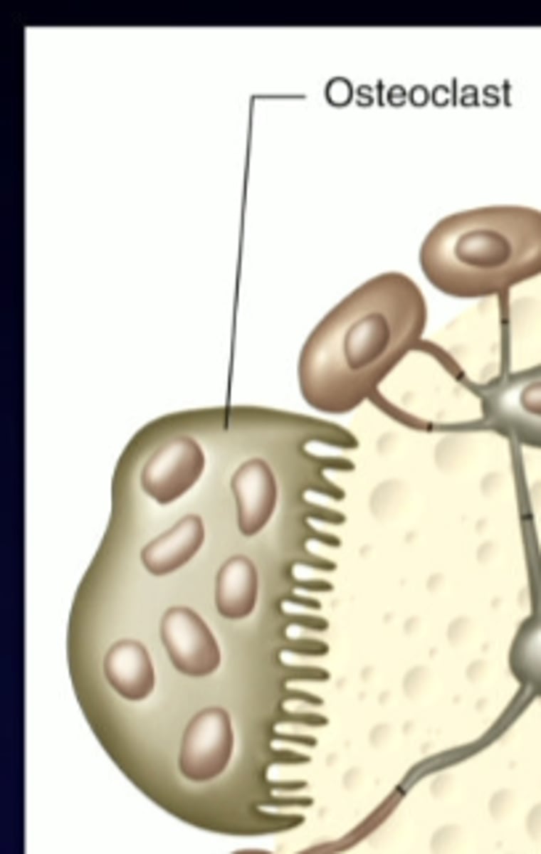 <p>break down bone, resorb bone to increase Ca 2+</p>