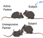 <p>Oxytocin &amp; prosocial behaviour (Sun et al.)</p>