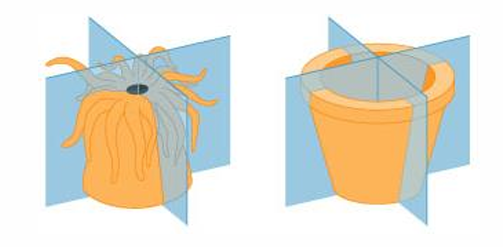 <p>any plane passing through the center of the body will result in two symmetrical halves</p>