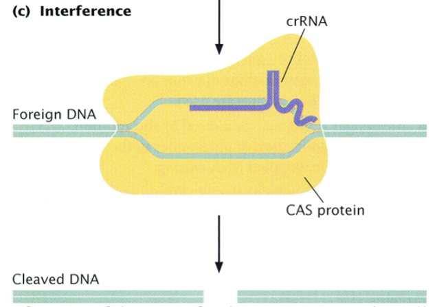 <p>If the same foreign DNA enters the cell again, the effector complex recognizes it by its base-pair complementarity to the <strong>crRNA</strong>, and the <strong>CAS </strong>protein cleaves it with its endonuclease activity.</p>