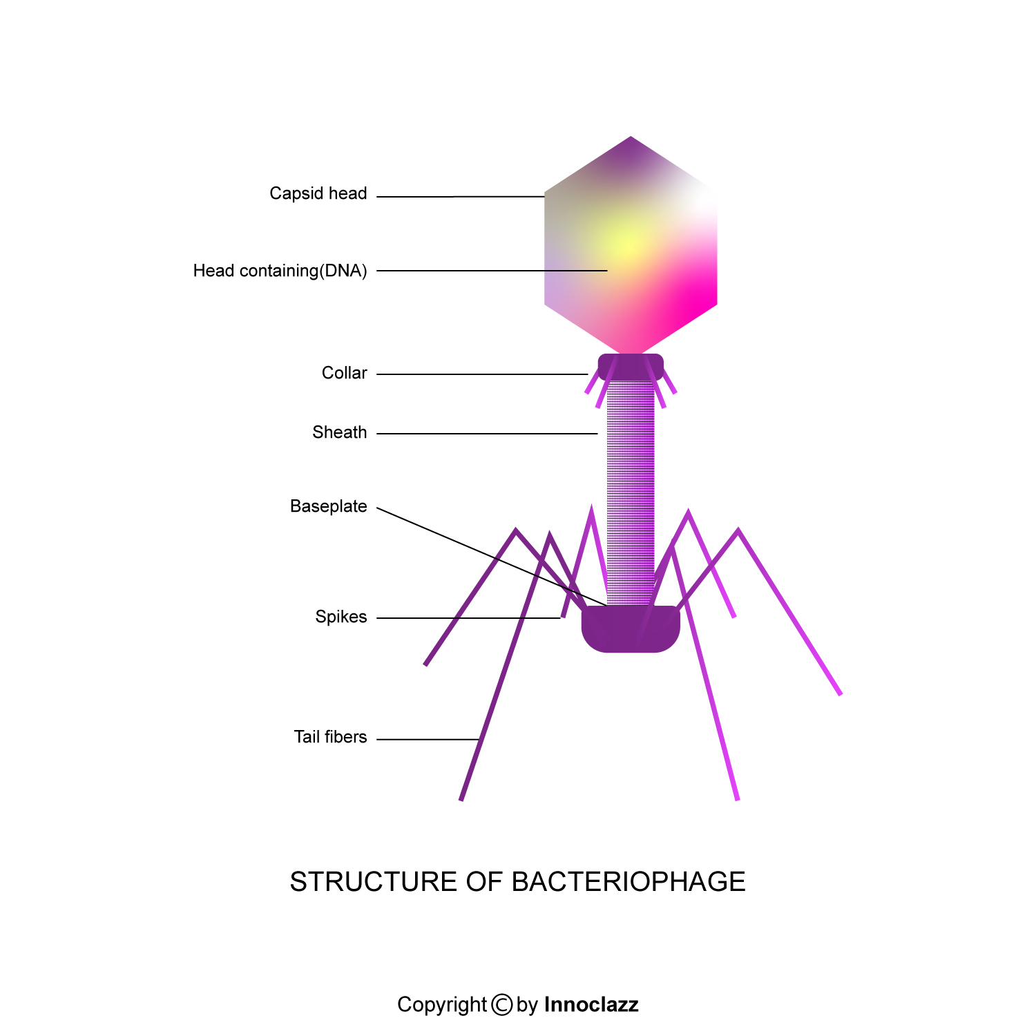 <p>Part of the bacteriophage that help it recognize and connect to the correct host cell</p>