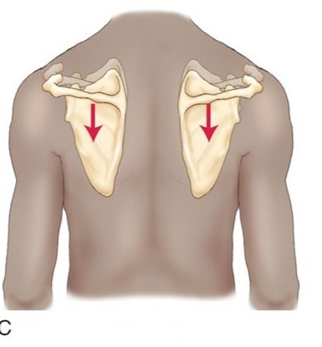 <p>Moving a body part inferiorly. Opposite of elevation.</p>