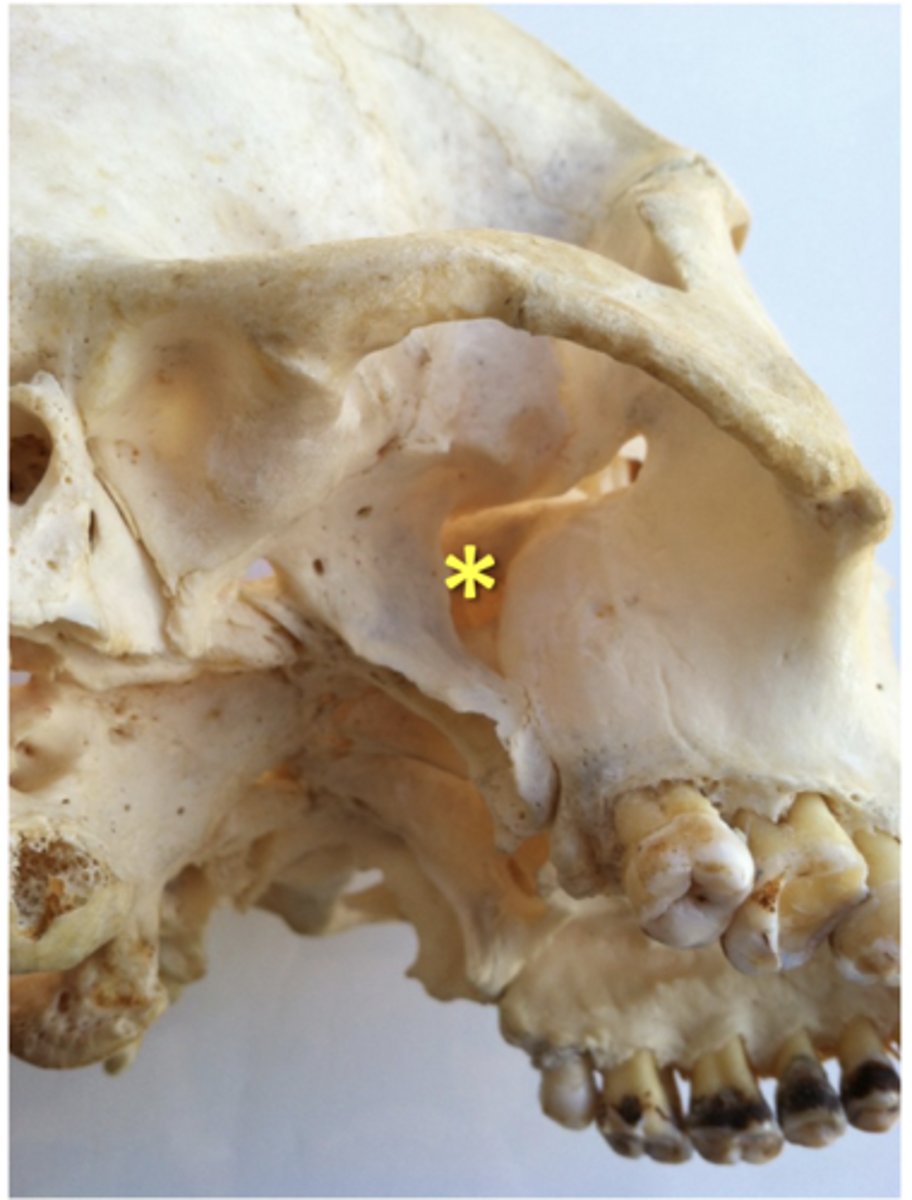 <p><span class="bgP">What is the pterygopalatine fossae?</span></p>