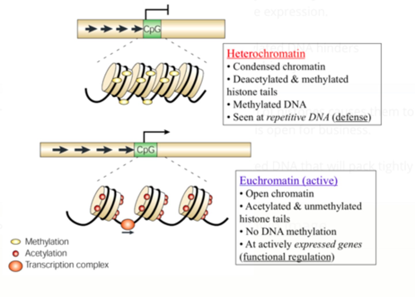 <p>How to make DNA open/ closed for transcription?</p>