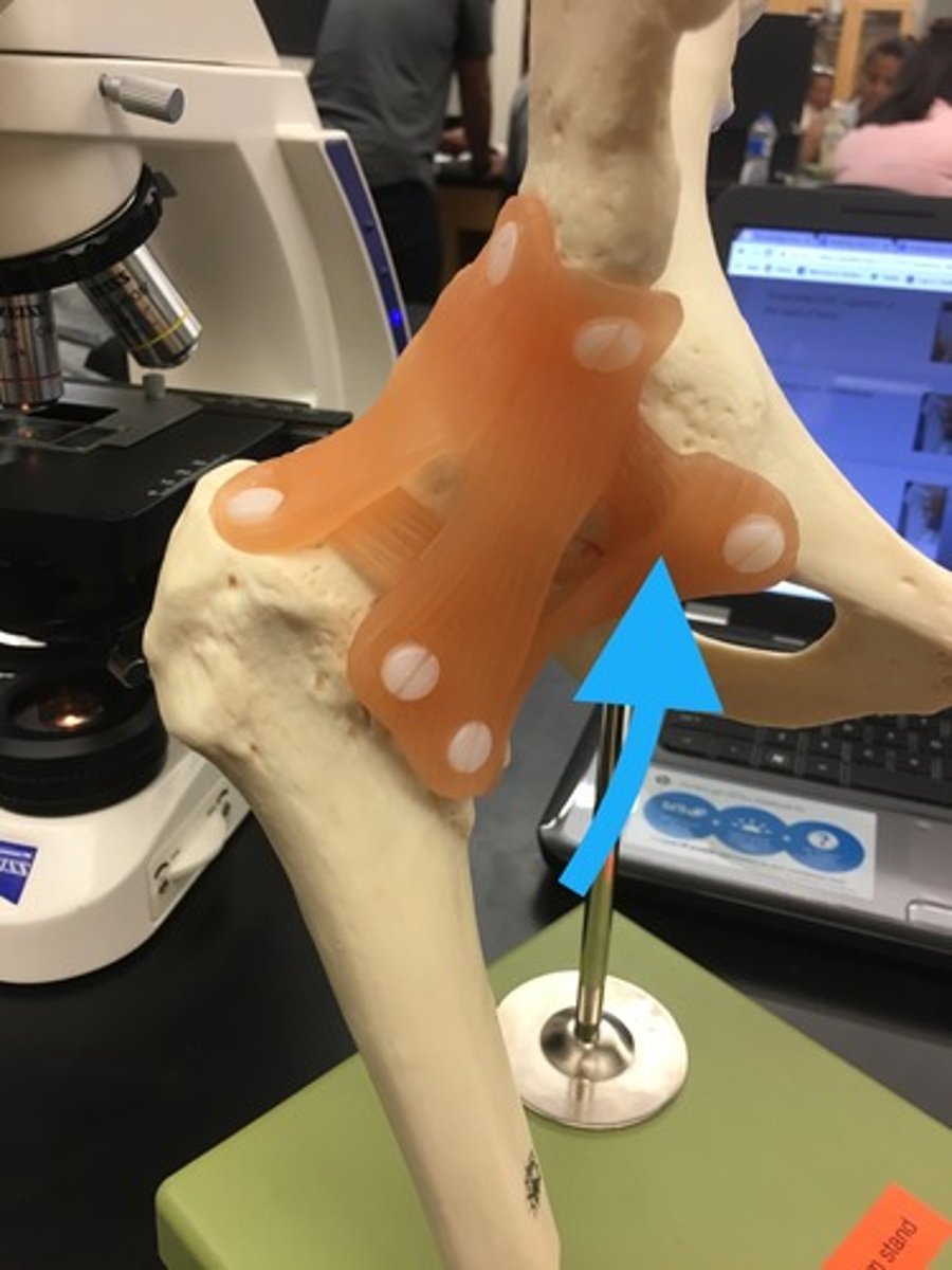 <p>bottom</p><p>pubis to the femur</p>