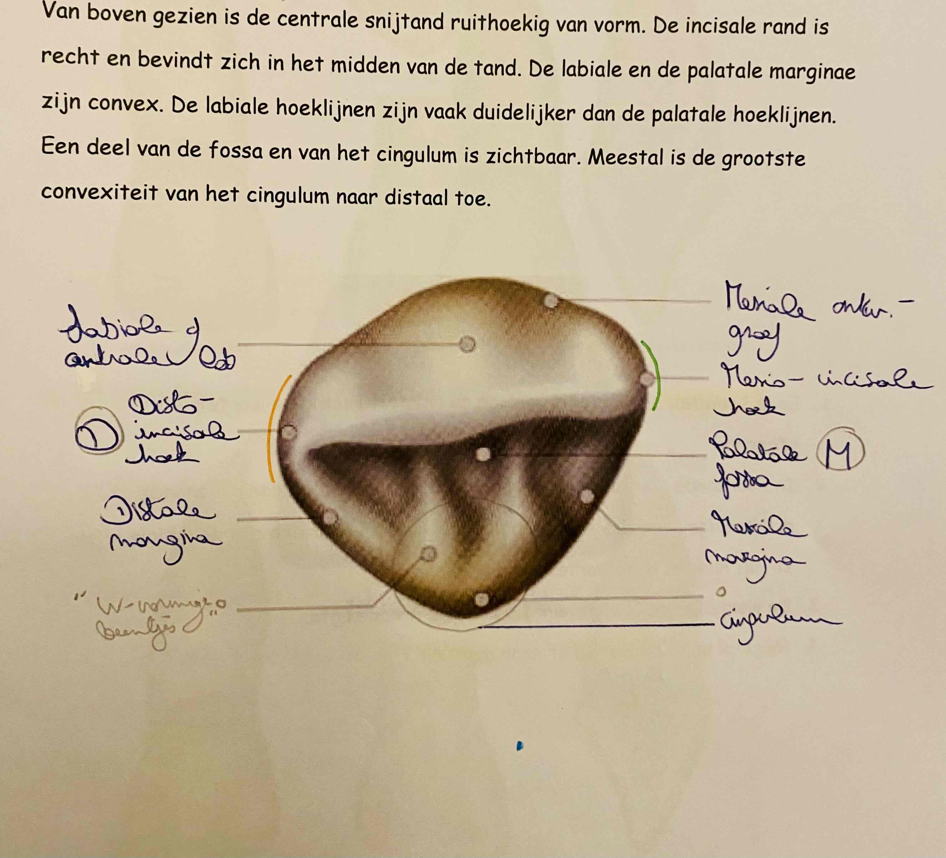 <p>Duidt alle incisale vlakken aan vd centrale snijtand.</p>
