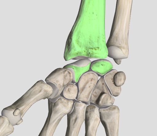 <p>ellipsoid joint</p>