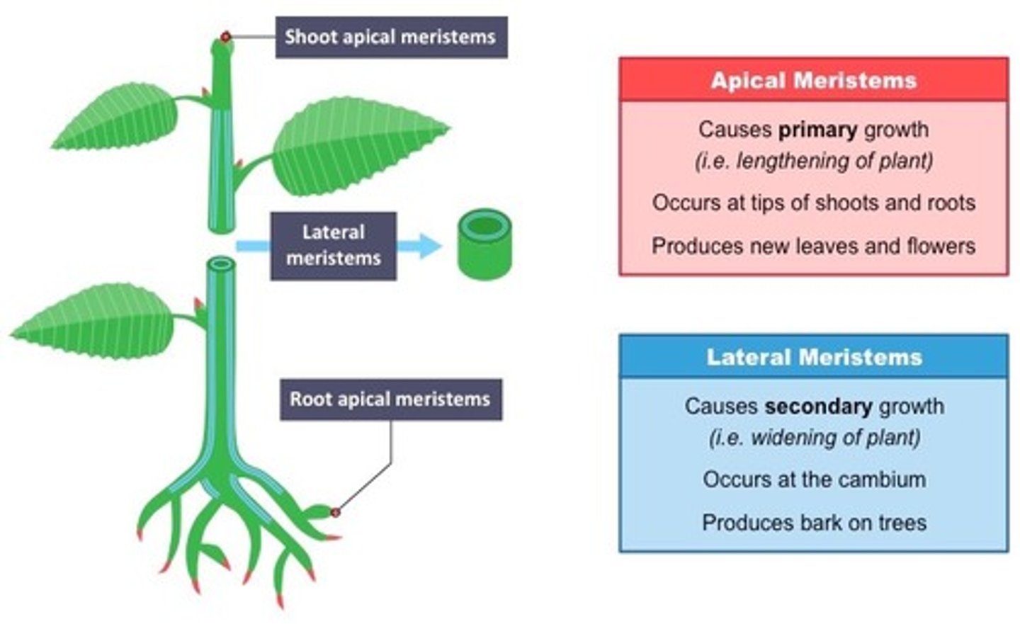 <p>lateral meristems</p>