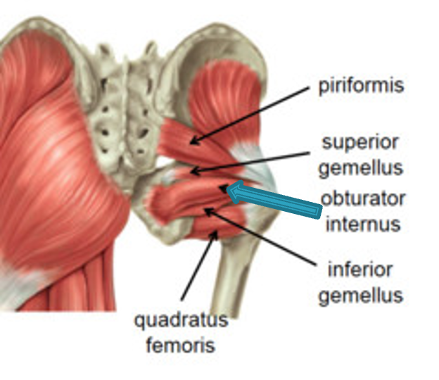 <p><strong>origin:</strong> ilium and ischium</p><p><strong>insertion:</strong> greater trochanter of femur </p><p><strong>innervation:</strong> nerve to obturator internus (L5-S1)</p><p><strong>action:</strong> -abduct thigh</p><p>-lateral rotation of thigh</p><p>-stabilize hip while walking </p>