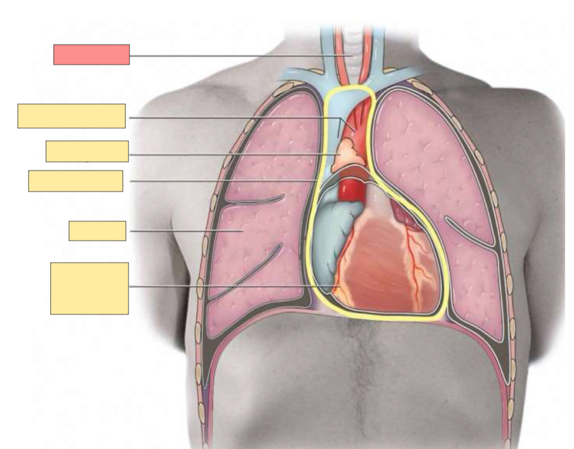 <p>What body part is this? </p>