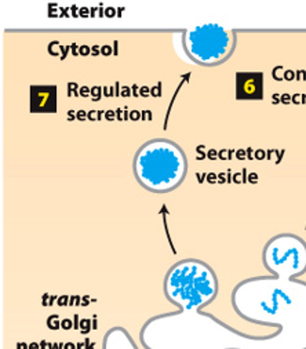 <p>secretory pathway, protein trafficking (stage 2): step 7--___________ _______________--certain cell types</p>