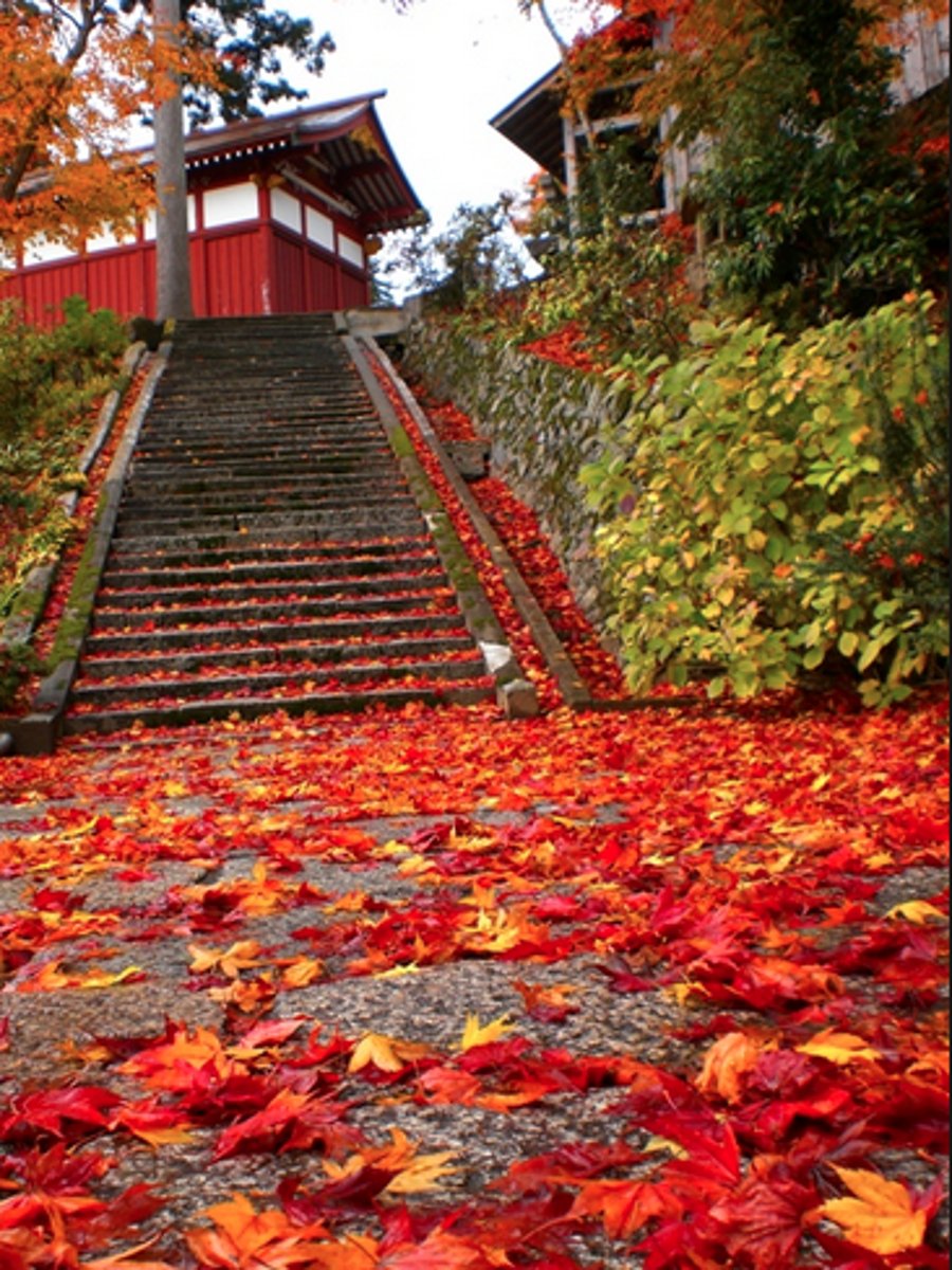 <p>Autumn</p>