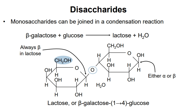<ul><li><p>Formed when two monosaccharides bond through a glycosidic bond via a <span style="color: red;">condensation</span> reaction</p><ul><li><p>Occurs when the hydroxyl group (-OH) on the anomeric carbon of one sugar reacts with an -OH group of another molecule <span style="color: red;">(a water molecules is released)</span></p></li><li><p>(An O-glycosidic bond)</p></li></ul></li><li><p>the anomeric carbon that’s forming the glycosidic bond can’t switch between alpha and beta but the other anomeric carbon can </p></li></ul><p></p>