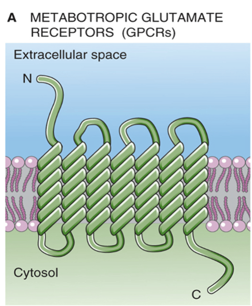 <p>In the dark, what happens with ON bipolar cells?</p>