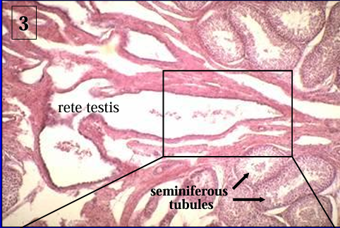 <p>Canine seminiferous tubules and rete testis. </p>