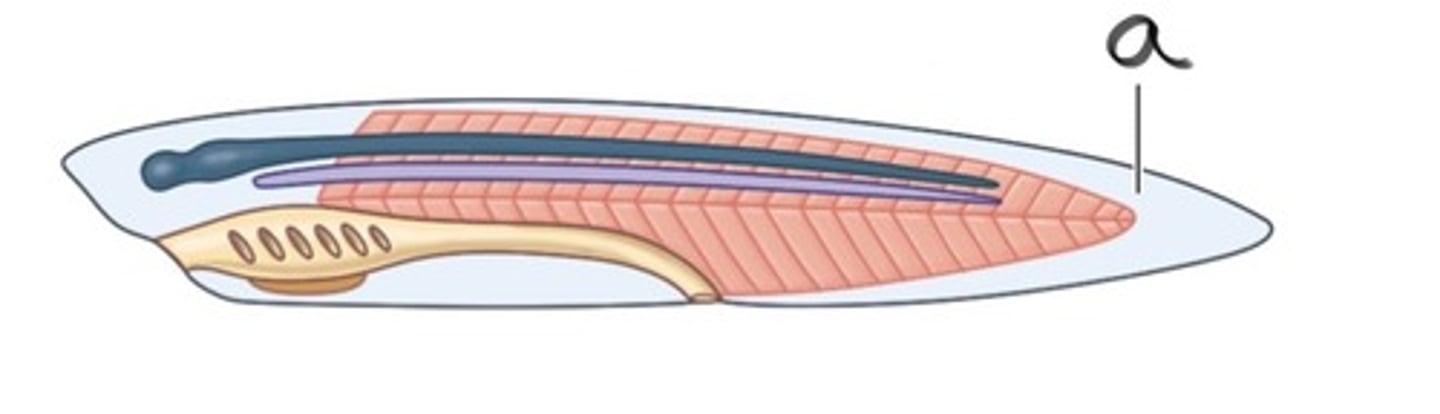 <p>A posterior elongation of the body extending beyond the anus.</p>