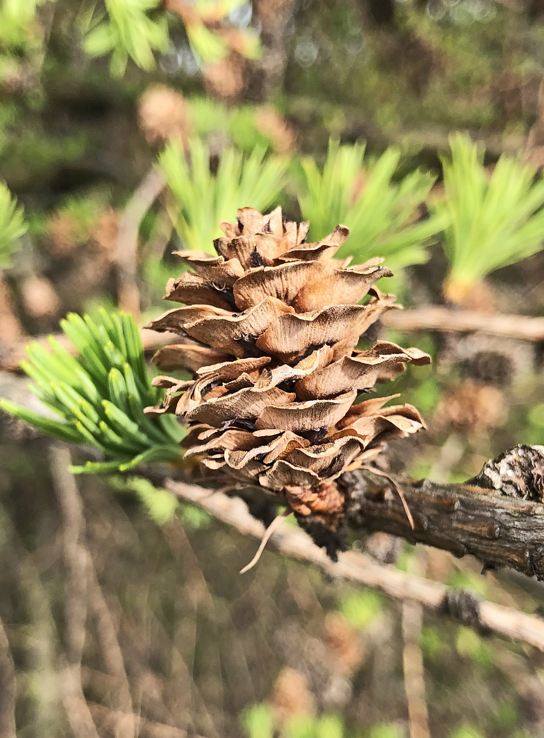 <p>Larix kaempferi</p>