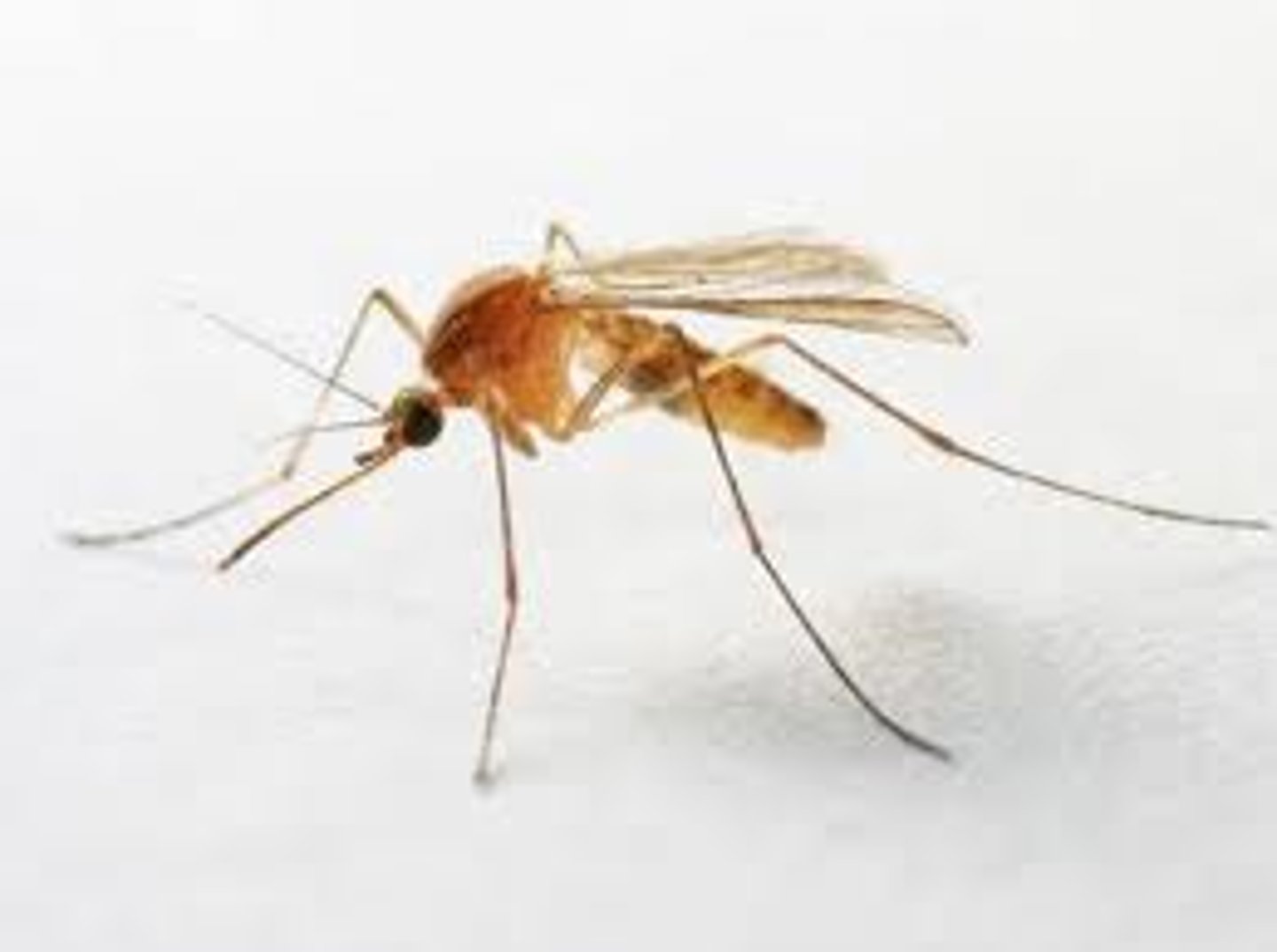 <p>mosquitos</p>