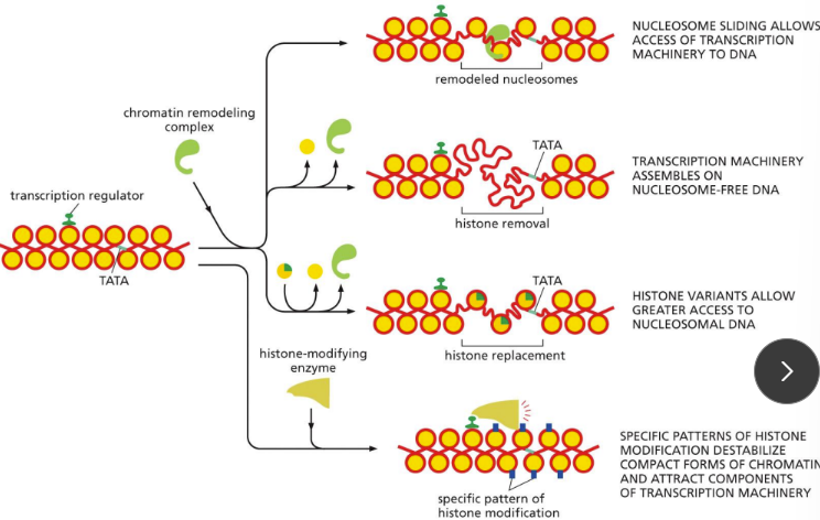 <p>Altering chromatin structure: &nbsp;</p><ul><li><p class="Paragraph SCXW171740901 BCX0" style="text-align: left">Activators can also alter chromatin structure to promote transcription&nbsp;</p><ul><li><p class="Paragraph SCXW171740901 BCX0" style="text-align: left">Makes underlying DNA more accessible to TFs, mediator, and RNA pol.&nbsp;</p><ul><li><p class="Paragraph SCXW171740901 BCX0" style="text-align: left">Needs to be accessed for transcription to happen&nbsp;</p></li></ul></li></ul></li></ul><ul><li><p class="Paragraph SCXW171740901 BCX0" style="text-align: left">Mutant proteins block activators&nbsp;</p></li></ul><p class="Paragraph SCXW171740901 BCX0" style="text-align: left">Histone &nbsp;</p><ul><li><p class="Paragraph SCXW142667763 BCX0" style="text-align: left">Mutant proteins block transcription of histones&nbsp;</p></li></ul><p>Possible ways: &nbsp;</p><ol><li><p class="Paragraph SCXW113003077 BCX0" style="text-align: left">Nucleosome sliding allows access of transcription machinery to DNA&nbsp;</p><ul><li><p class="Paragraph SCXW113003077 BCX0" style="text-align: left">Refold and open up&nbsp;</p></li></ul></li></ol><ol start="2"><li><p class="Paragraph SCXW113003077 BCX0" style="text-align: left">Transcription machinery assembles on nucleosome-free DNA&nbsp;</p><ul><li><p class="Paragraph SCXW113003077 BCX0" style="text-align: left">Unwinding and disassemble nucleosome&nbsp;(removing the nucleosomes)</p></li></ul></li></ol><ol start="3"><li><p class="Paragraph SCXW113003077 BCX0" style="text-align: left">Histone variants allow greater access to nucleosomal DNA&nbsp;</p><ul><li><p class="Paragraph SCXW113003077 BCX0" style="text-align: left">With histone chaperons&nbsp;</p></li><li><p class="Paragraph SCXW113003077 BCX0" style="text-align: left">replacing the normal histones, with varients that allow for greater access</p></li></ul></li></ol><ol start="4"><li><p class="Paragraph SCXW113003077 BCX0" style="text-align: left">Specific patterns of histone modification destabilize compact forms of chromatin and attract components of transcription machinery&nbsp;</p><ul><li><p class="Paragraph SCXW113003077 BCX0" style="text-align: left">Via histone modifications&nbsp;</p></li></ul></li></ol><p></p>