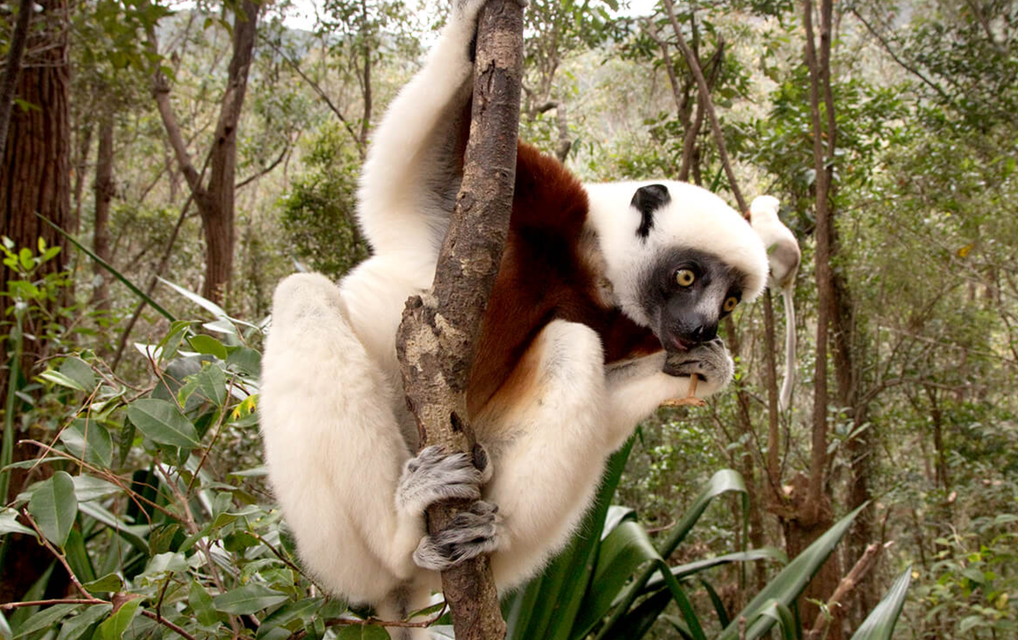 <p>Polyandry is when one female mates with more than one male in the same breeding season. An example of a polyandrous species is Coquerel’s sifaka (Propithecus coquereli).</p>