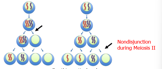 <p>Describe the result at the end of each gametes on the right</p>