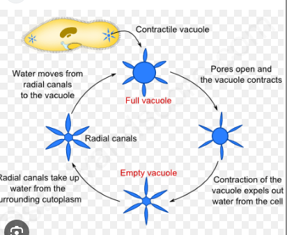 <p>Uses a contractile vacuole to actively pump out excess water that enters by osmosis.</p>