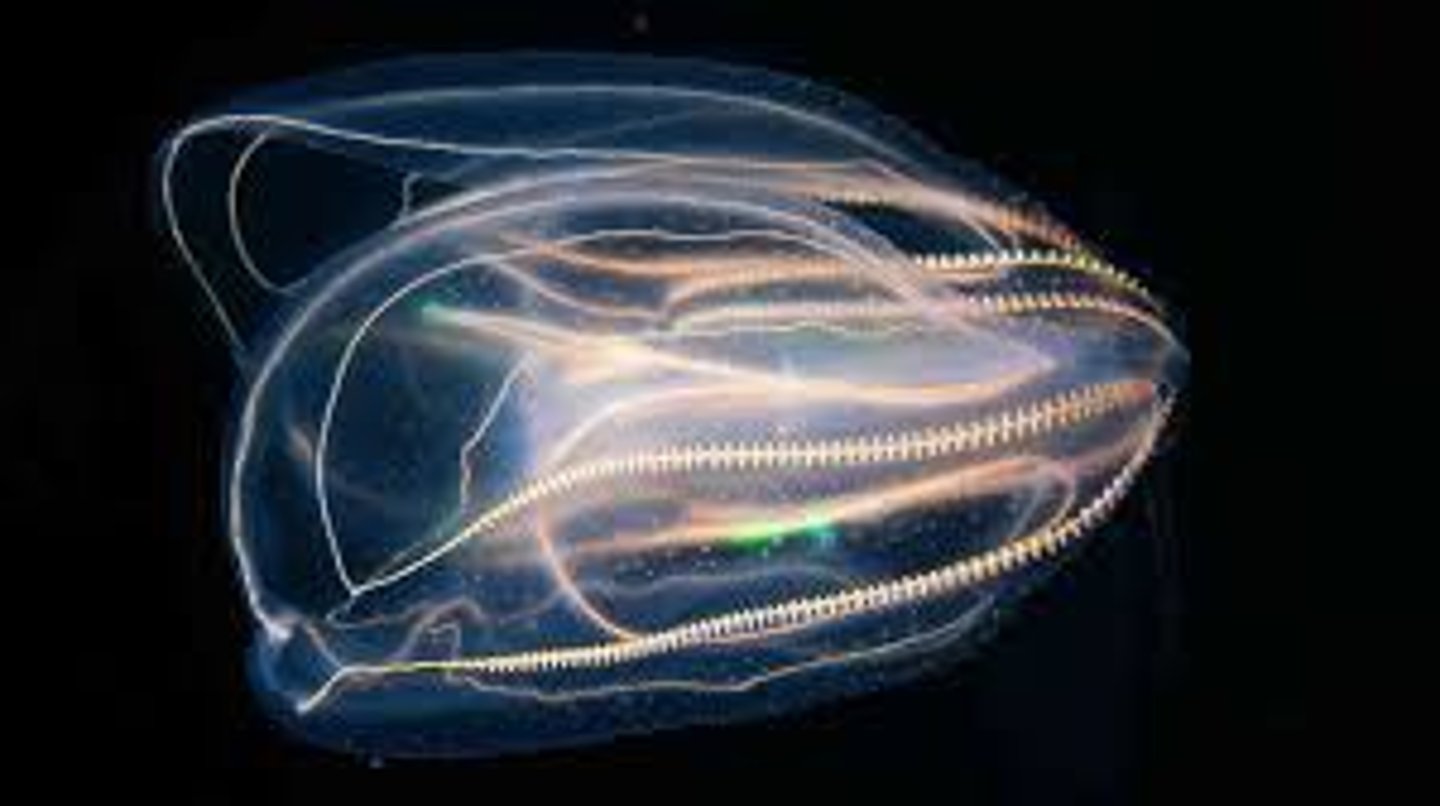 <p>• Diploblastic and radially symmetrical, like the Cnidaria</p><p>• Pelagic, marine</p><p>• Predators; most catch prey with sticky tentacles that hang down under the 'umbrella' body.</p><p>• This orientation allows for effective prey capture with little effort.</p><p>• Swim by beating rows of cilia</p>