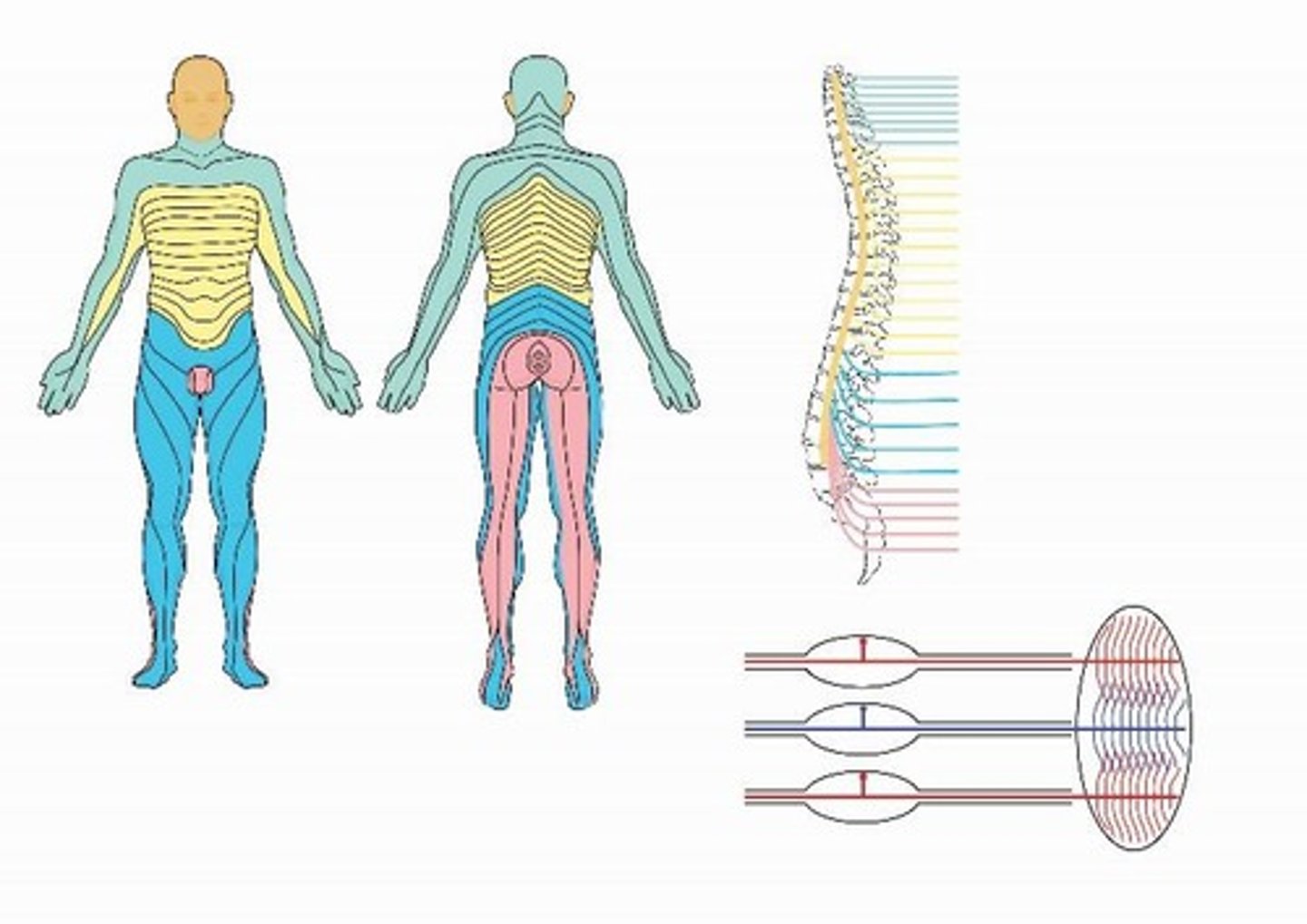 <p>A map that shows areas of skin innervated by sensory nerves from individual spinal nerve roots.</p>