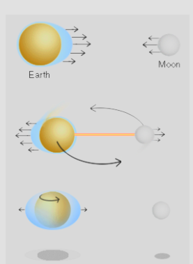 <p><strong><span>Centrifugal force</span></strong><span> causes water to be bulge away from the center of mass of the earth-moon system when the earth-moon system rotates. These two forces(centrifugal+gravitational) combined cause the bottom photo, a bulge of water on both sides of earth.</span></p>