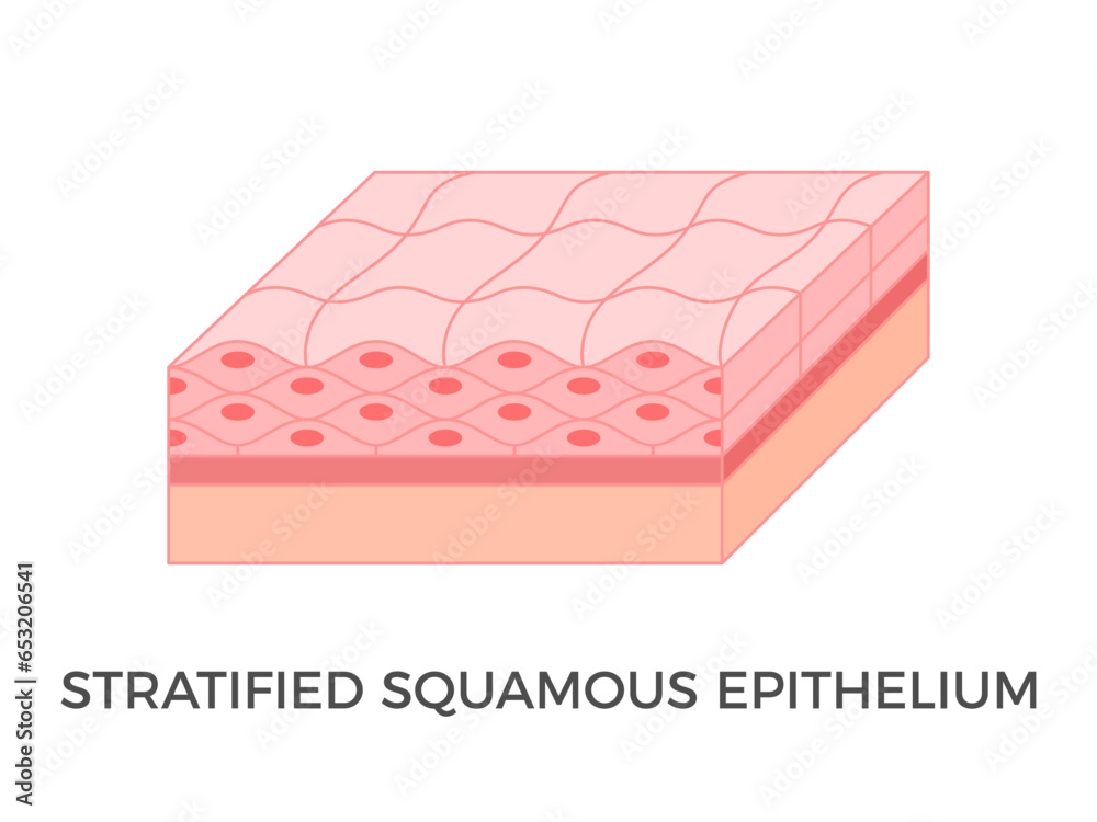 <p>where is the Stratified squamous epithelium found?</p>