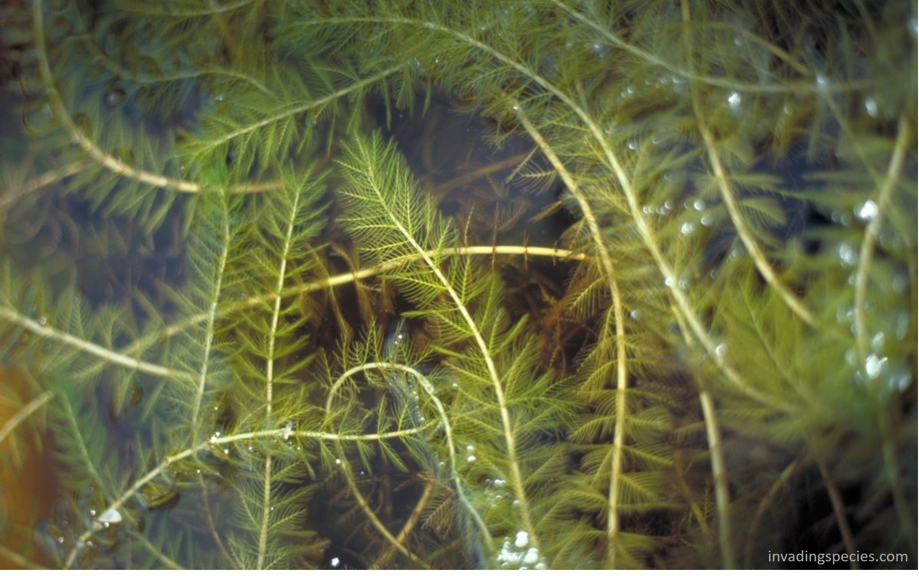 Eurasian water milfoil