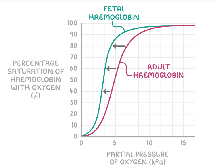 <p>Fetal haemoglobin has a <strong>higher affinity for oxygen</strong>.</p><p>→so can take up oxygen (becomes more saturated) in <strong>lower pO<sub>2</sub></strong>.The <strong>placenta has a low pO<sub>2</sub></strong> so adult haemoglobin will release oxygen in placenta .The fetal haemoglobin binds with oxygen at lower pO<sub>2.</sub></p>