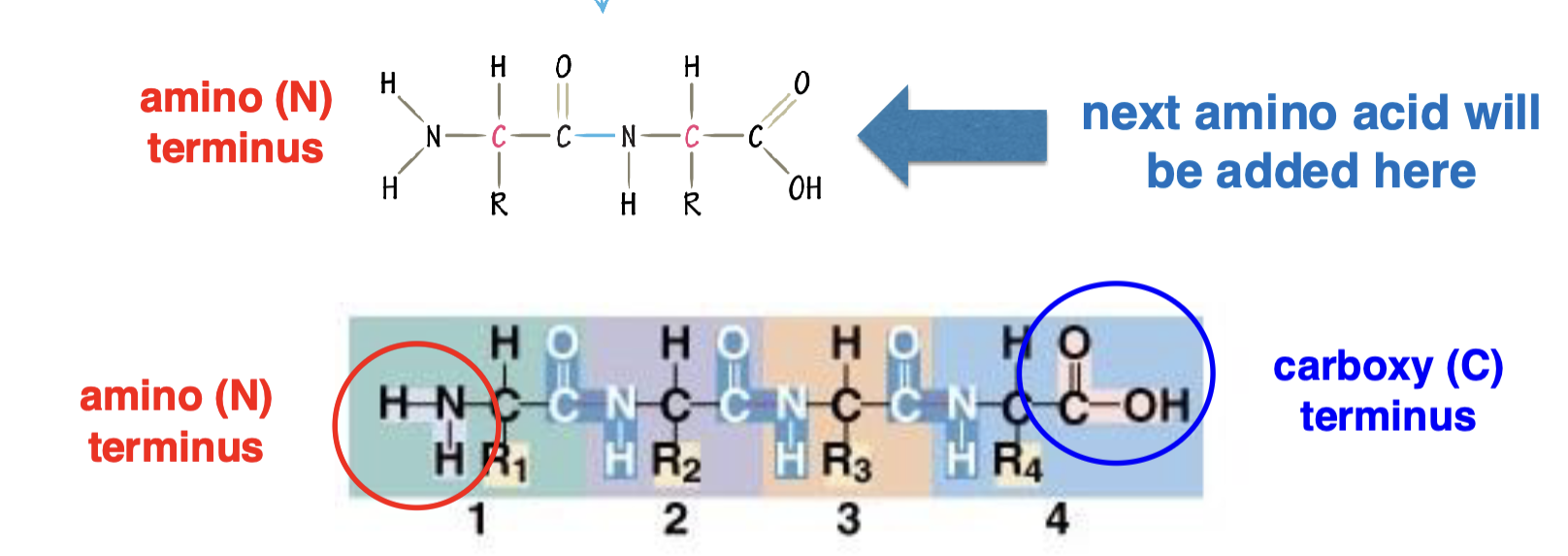 <p>amino (N) terminus to carboxyl (C) terminus </p>
