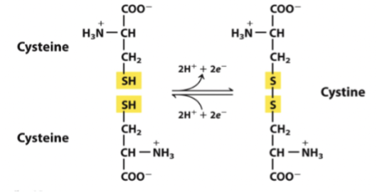 <p>Ifall två cysteiner finns i närheten av varandra kan de bilda en cystin mellan de fria SH-grupperna. Det är en kovalent binding.</p>