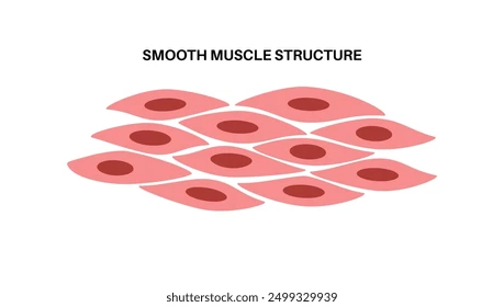 <ul><li><p>Where: walls of hollow organs, vessels, resp passages</p></li><li><p>Characteristics: tapered at each end (spindle), branching, nonstriated</p></li><li><p>Control: involuntary</p></li><li><p>Action: peristalsis</p></li></ul><p></p>