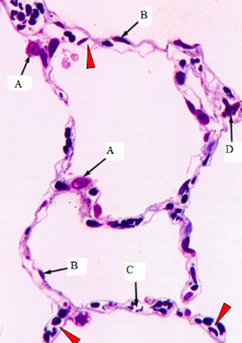 <p>ID the cells marked w/ the letter B:</p>