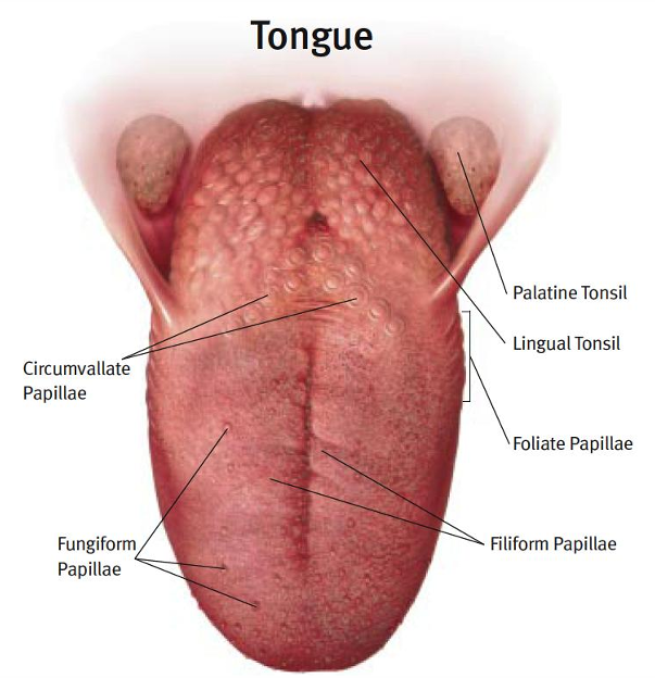 <ul><li><p>fungiform papillae on anterior 2/3</p></li><li><p>foliate papillae in the folds in the rear/lateral</p></li><li><p>circumvallate papillae in the rear that form a ‘V’</p></li></ul><p></p>