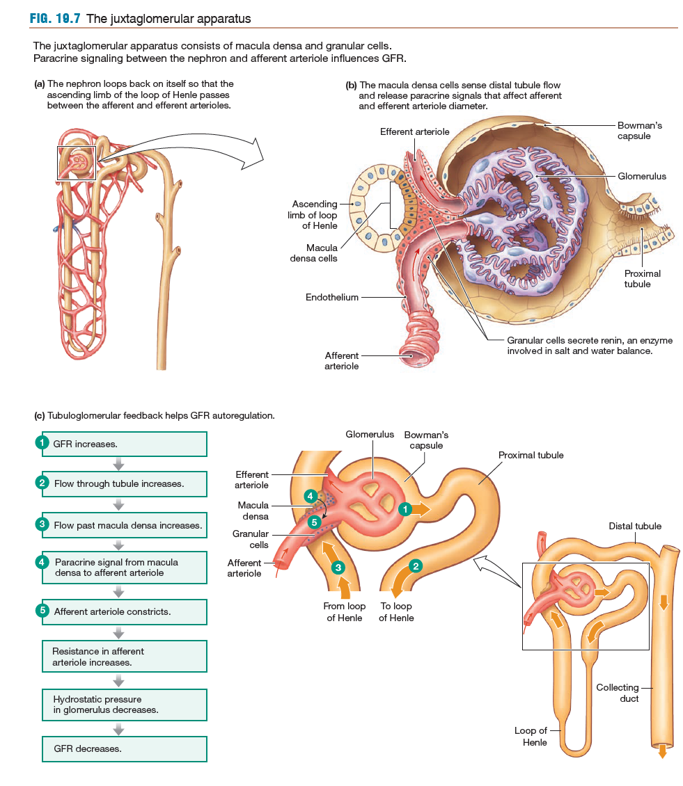 constriction of afferent restricts blood leading to glomerulus

constriction of efferent restricts blood from leaving the glomerulus