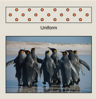<p>animals that maintain defined territories, such as nesting penguins, exhibit uniform dispersion.</p>