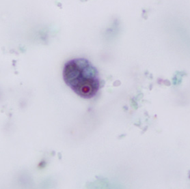 <p>Professor: Dr. Glena Fe A. Yapchulay-Alcabasa</p>