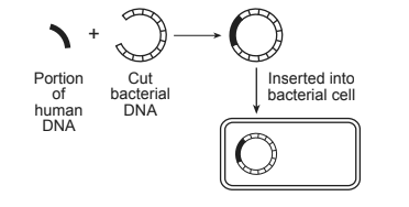 <p>The diagram below represents a technique used in some molecular biology laboratories.</p><p></p><p>Which phrase best describes a possible result of this process?</p>