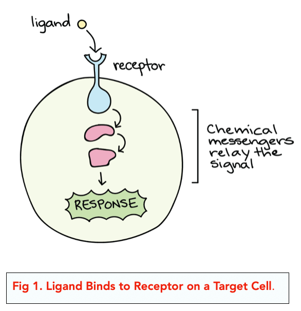 <p>The receptor is the protein that the specific ligand binds to. </p><p>The shape of the ligand is complementary to the shape of the receptor binding site (there is <strong>specificity</strong>). </p><p>The fewer ligands a protein can bind to, the greater the specificity. </p><p>The binding causes the signal transduction pathway. </p>